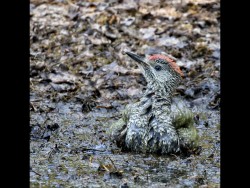 Q-RSPB the Lodge Sandy - Juvenile Green Woodpecker Enjoying a Mud Bath