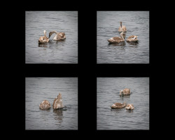 Q-Roy-Higgins-Cygnets-Playing-Feeding