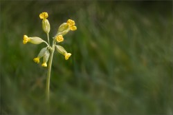 R-Cowslip