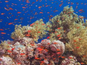 Red Sea Coral 1