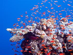 Red Sea Coral 2