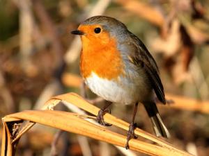 Robin
