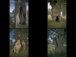 S-The Gnarled Trees of Blenheim