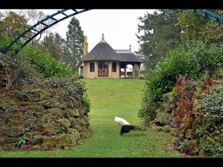 T-Peacocks in the Swiss Garden - Shuttleworth, Old Warden