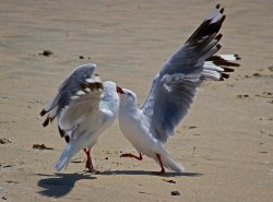 T-Red-Billed Gulls Fighting