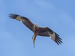 U-Red Kite over Shuttleworth Estate