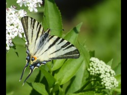 U-Swallowtail Butterfly