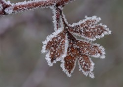 W-Frost Leaf