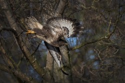 X-RSPB Sandy Buzzard (Buteo Buteo)