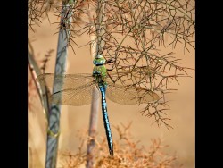 Y-RSPB the Lodge Sandy - Summer Beauty