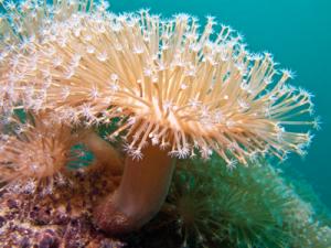 Yap (Pacific) Soft Coral