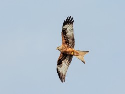 Red Kite