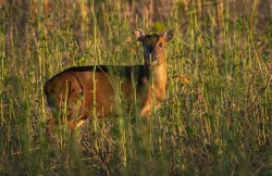 Z6-NGR TL115445 Muntjac (Muntiacus Reevesi)