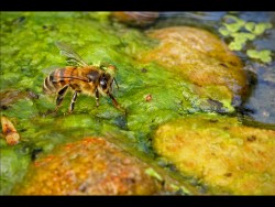 Z7-RSPB the Lodge Sandy - a Thirsty Bee