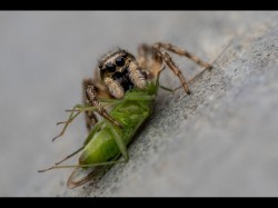 2 Zebra Spider~Ben Pike - 20