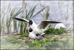 Stop Gorging Perverts by Bob Izzard