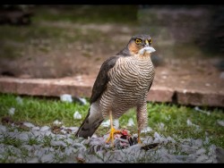 brian-hunt@ntlworld[com~PDI~All Members~1