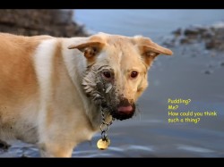 Puddling by  Brian Hunt