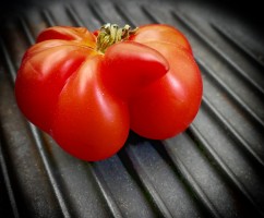 Cheeky Tom by Carmel Dennis