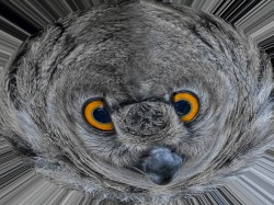 Don't Get Me Wild by  David Scott