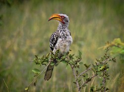 geoff[phillips@virgin[net~PDI~All Members~1