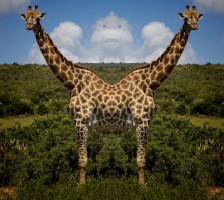 Two Heads are Better Than One! by Geoff Phillips