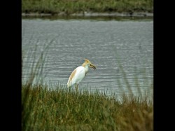 French Cattle Egret - Frog Supper by Mark Collins
